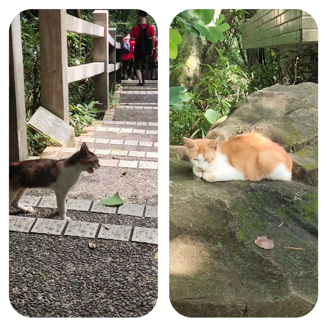 1726713372565529.jpg 11dbbdbb66b210bd118488f1b2521e5.jpg